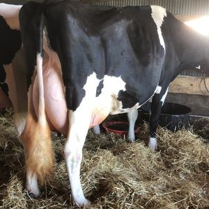 Meet your Posher, Jake